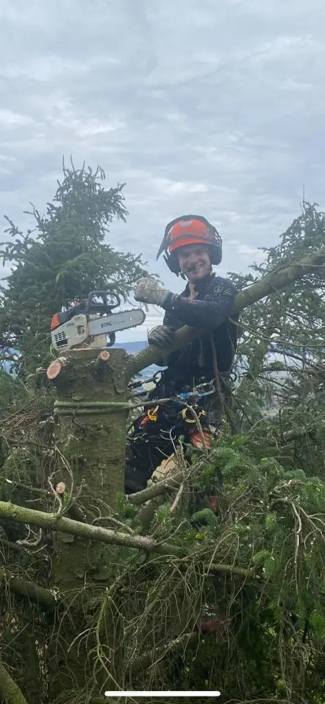 Scotland Tree Surgeons arborist cutting conifer branches with a chainsaw