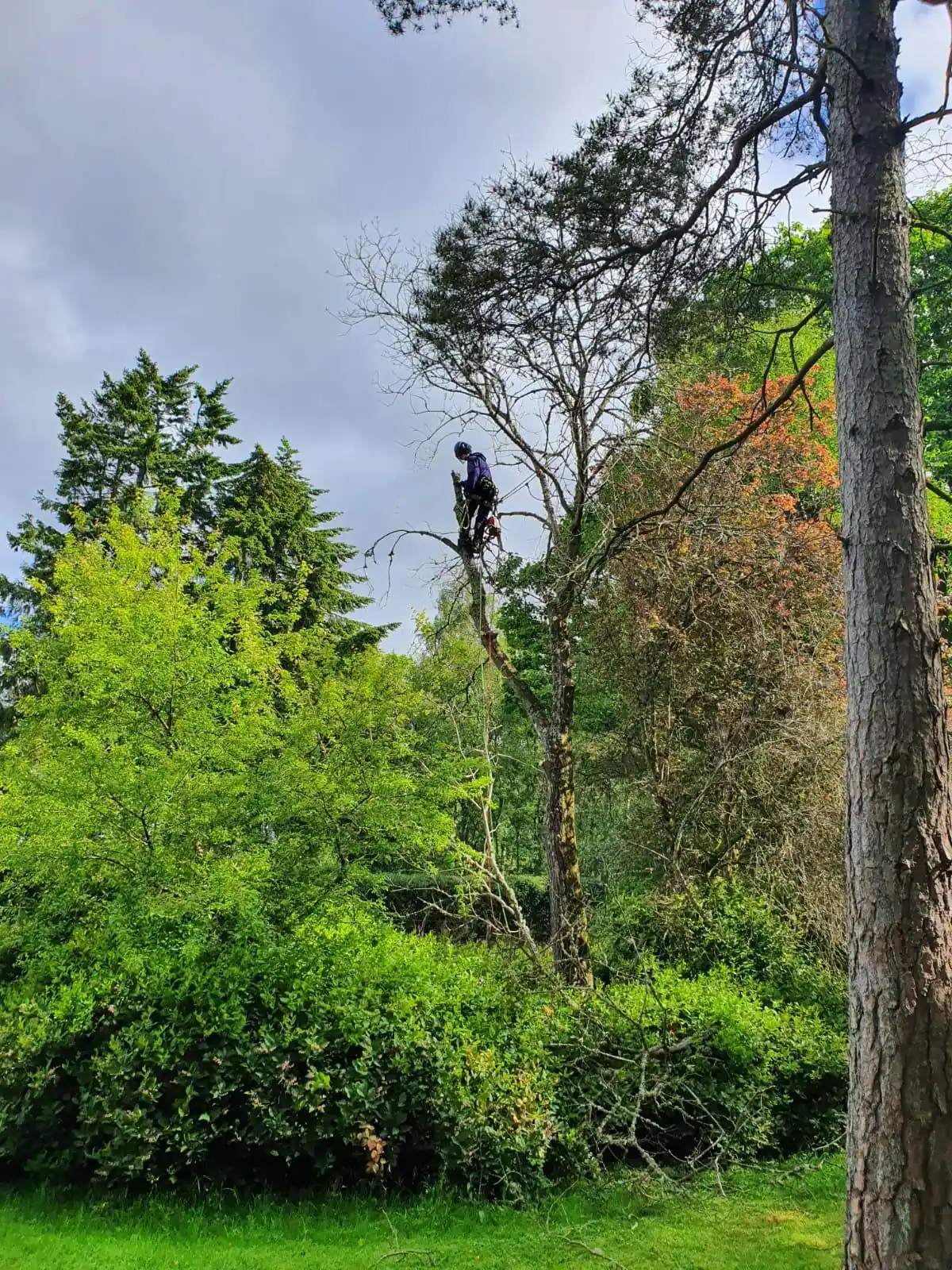 Tree surgeon working in woodland during tree pruning
