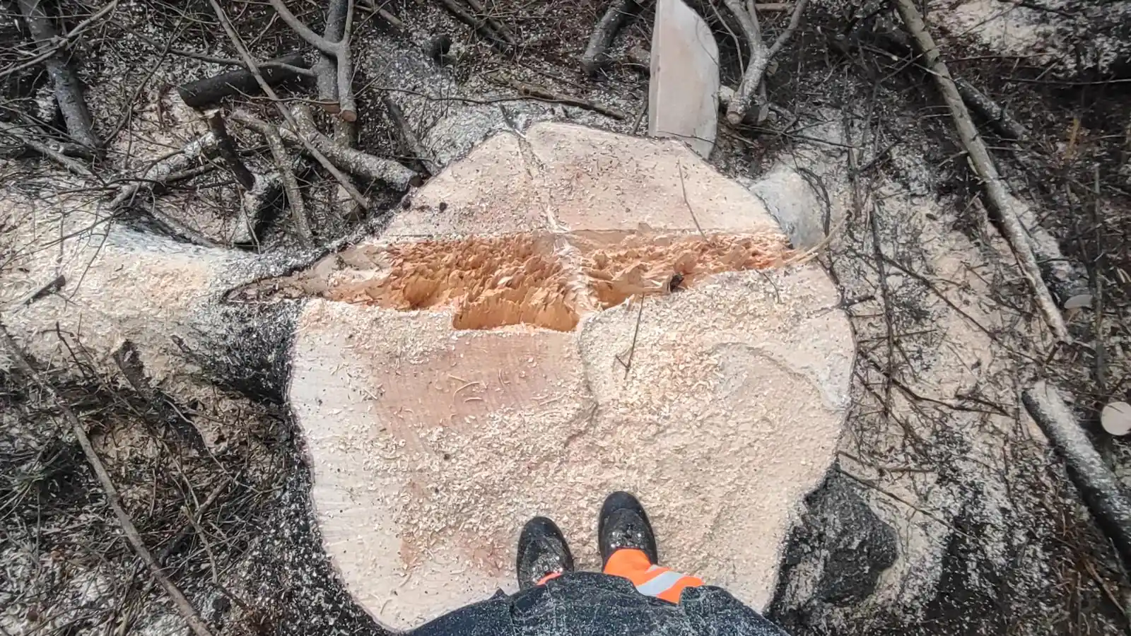 Fresh tree stump after sectional felling work