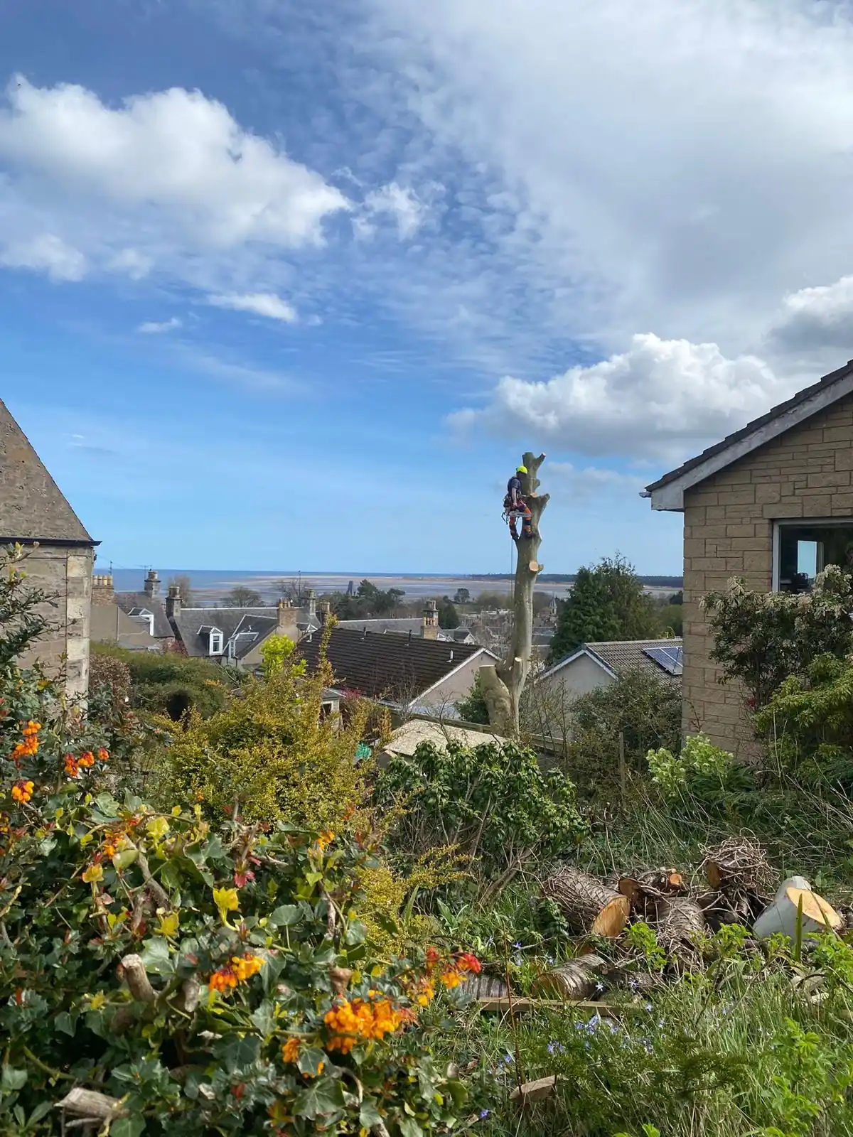 Scotland Tree Surgeons tree work