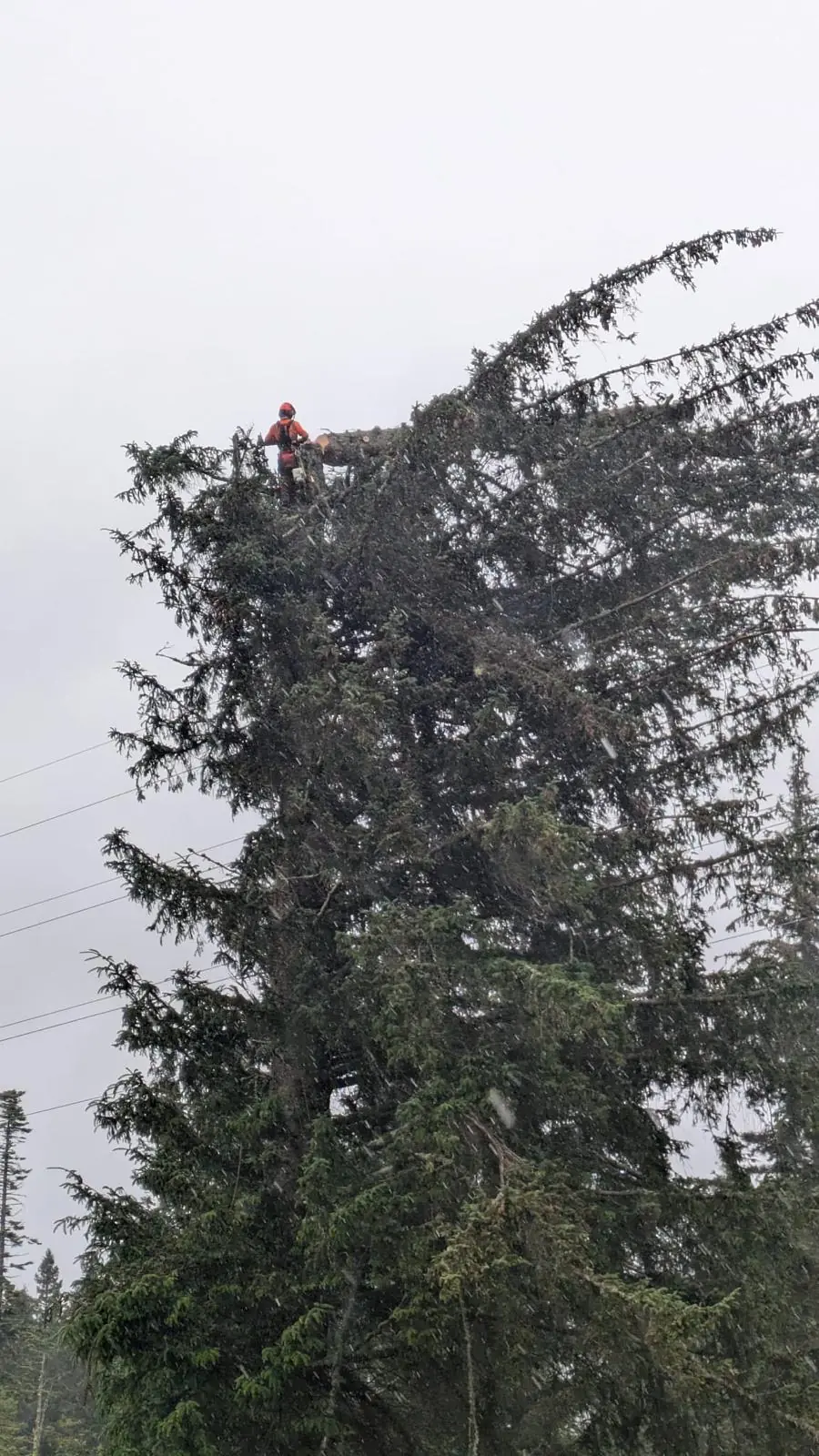 Arborist working high in a large conifer